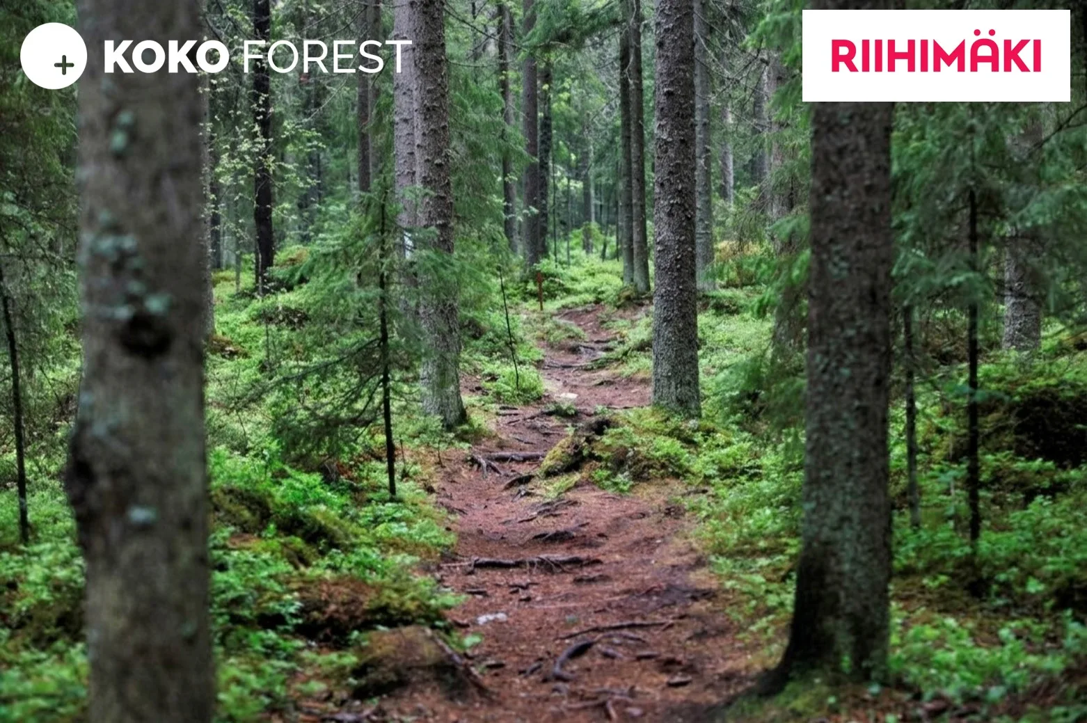 Kuoleva kuusi metsässä